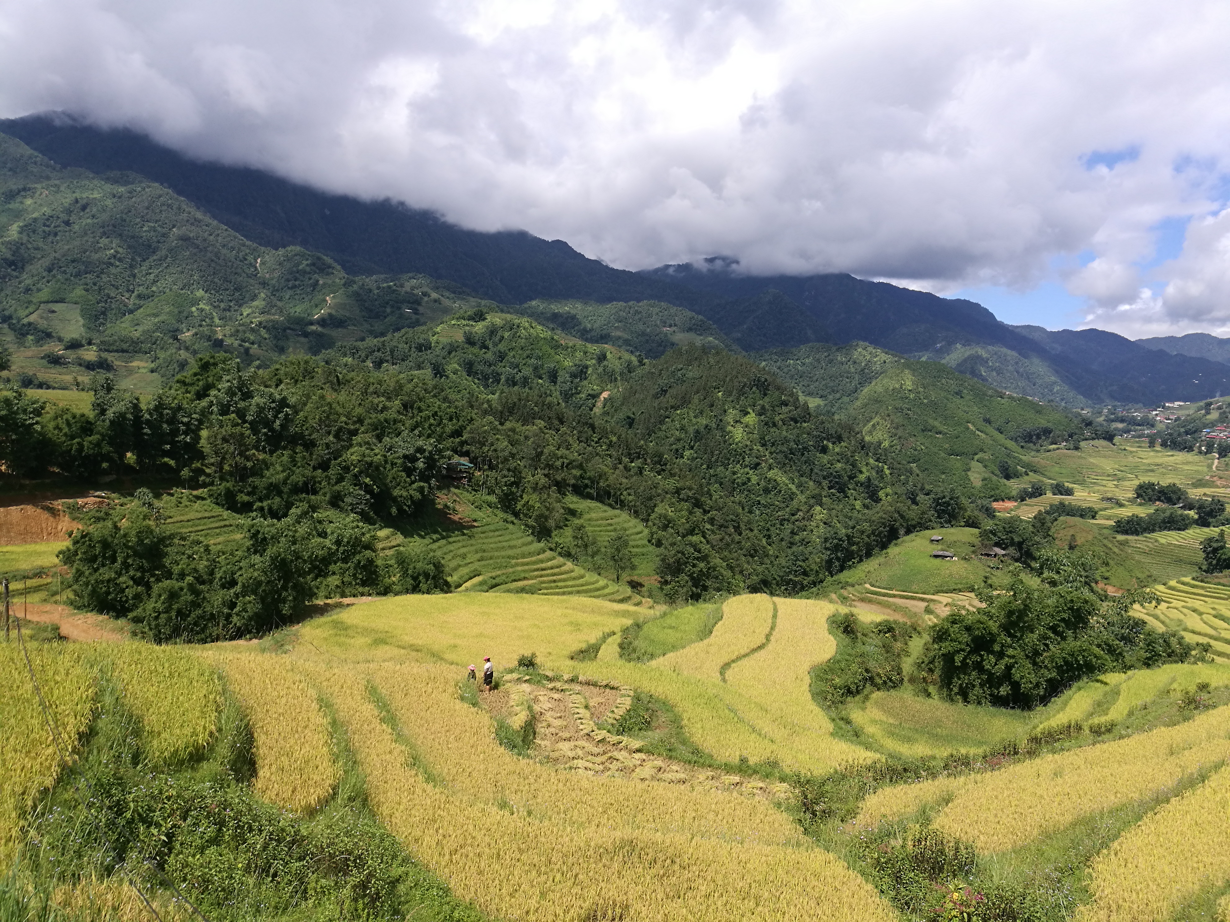 arrozales-sapa