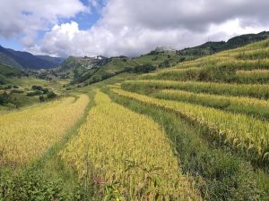 plantación arroz sapa