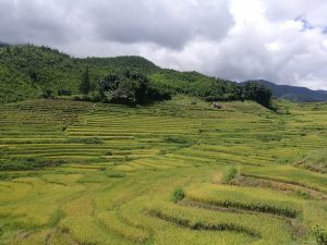 paisaje arrozal sapa