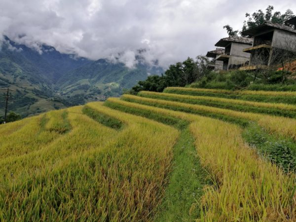 Sapa | Homestay, trekking y arrozales