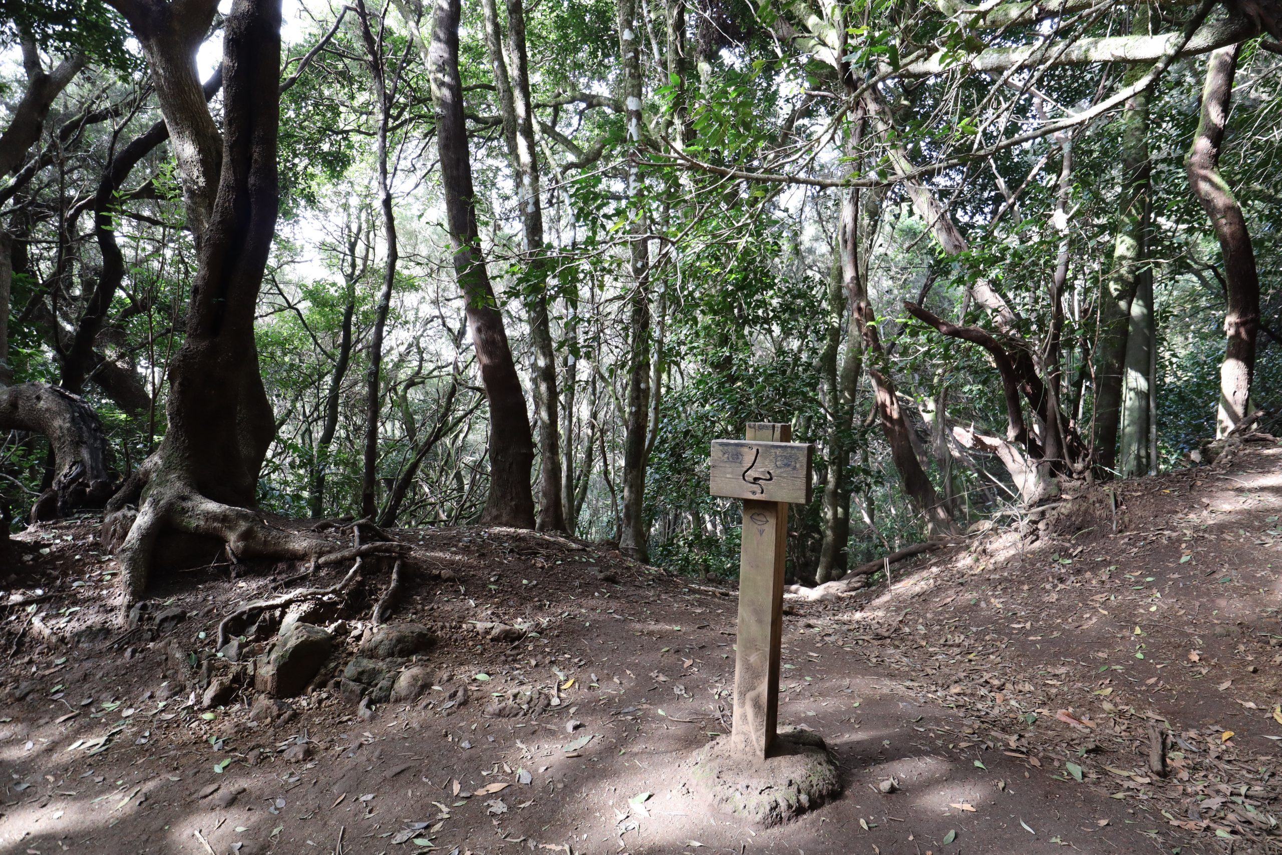 sendero-los-sentidos-anaga