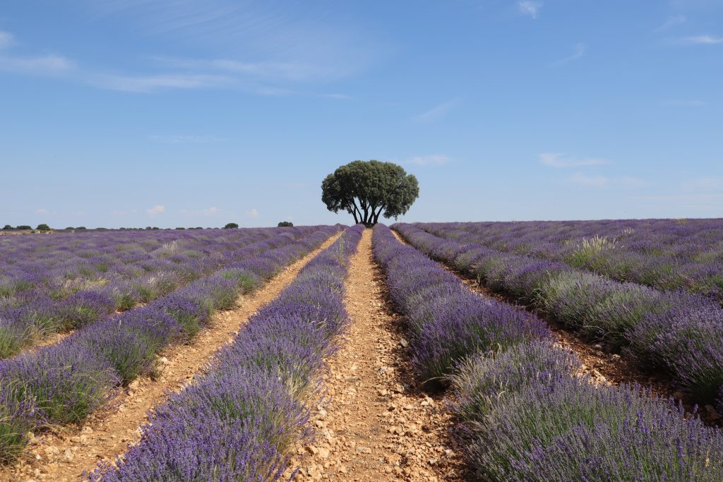 campos-de-lavanda-en-brihuega