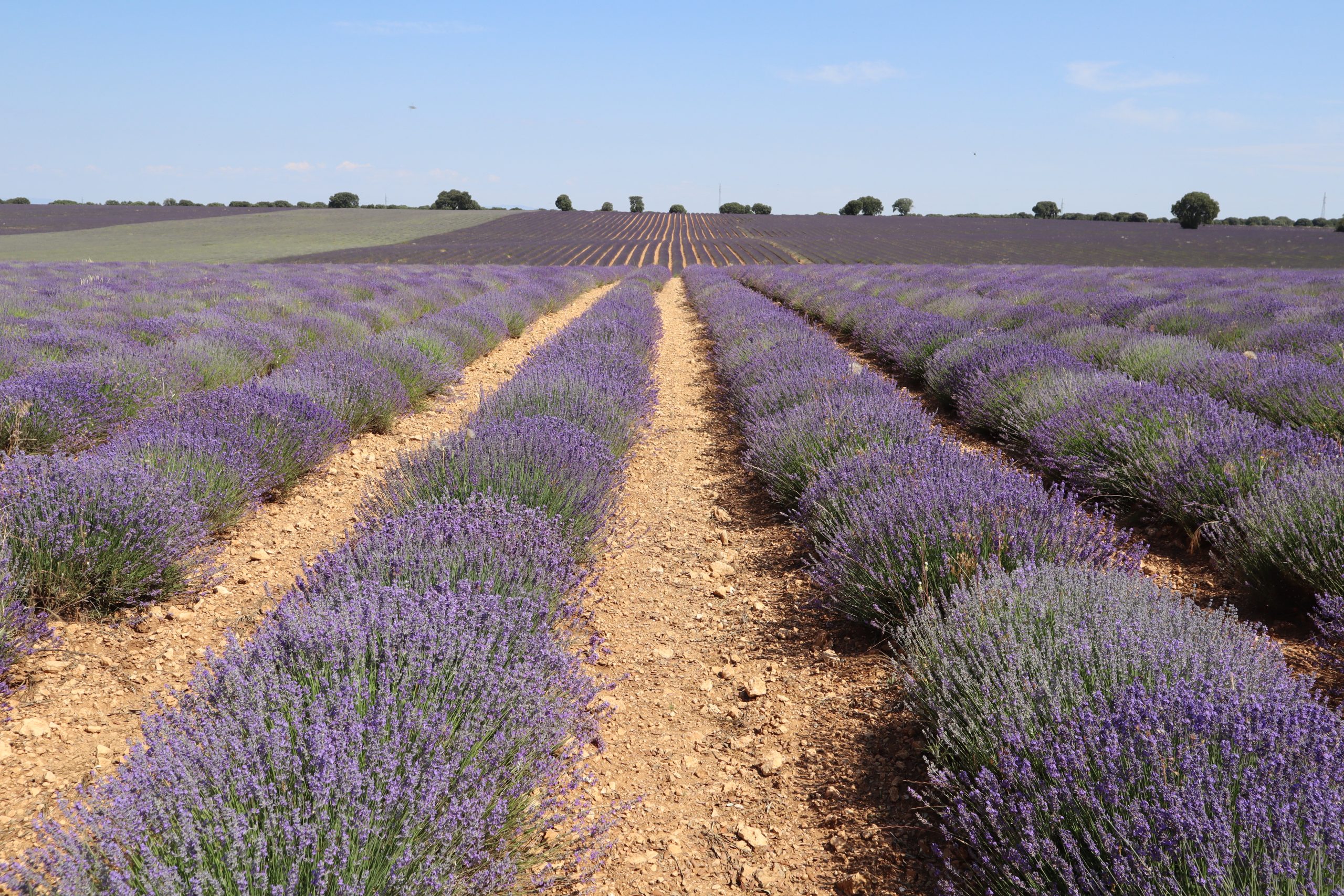 floración-lavanda