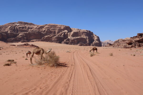 Los 12 lugares que ver en Wadi Rum