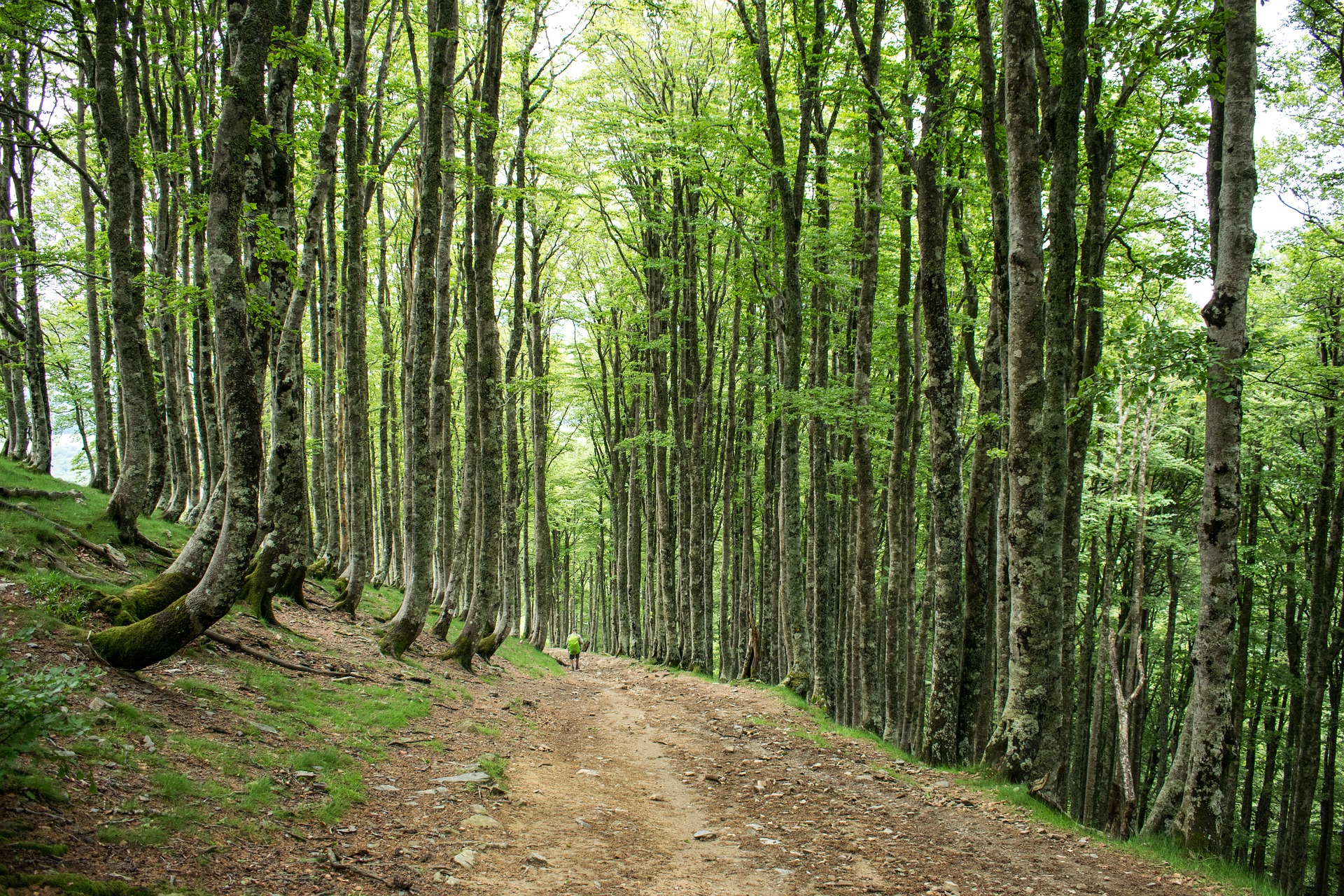 camino-de-santiago