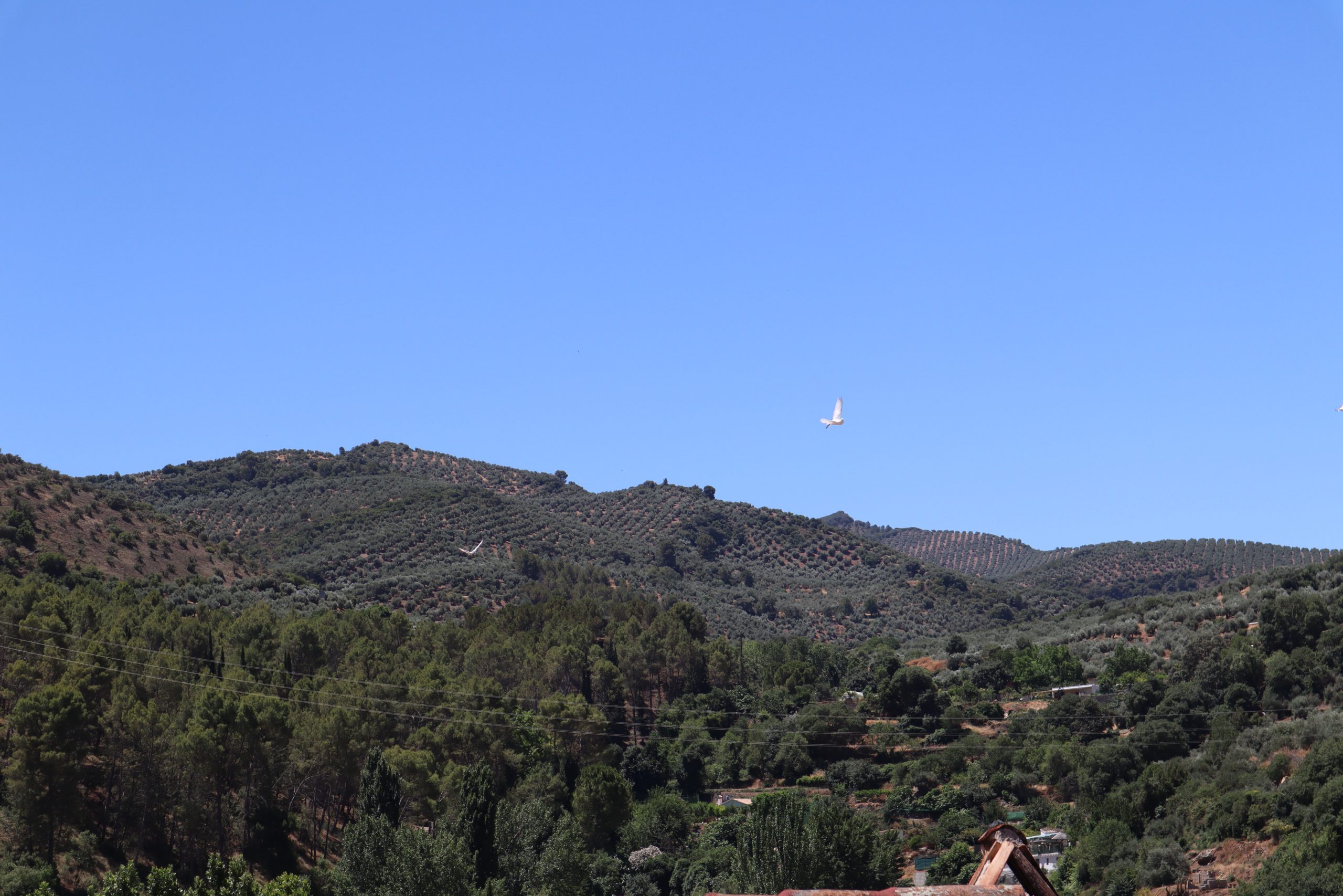 sierra-cazorla-segura-villas