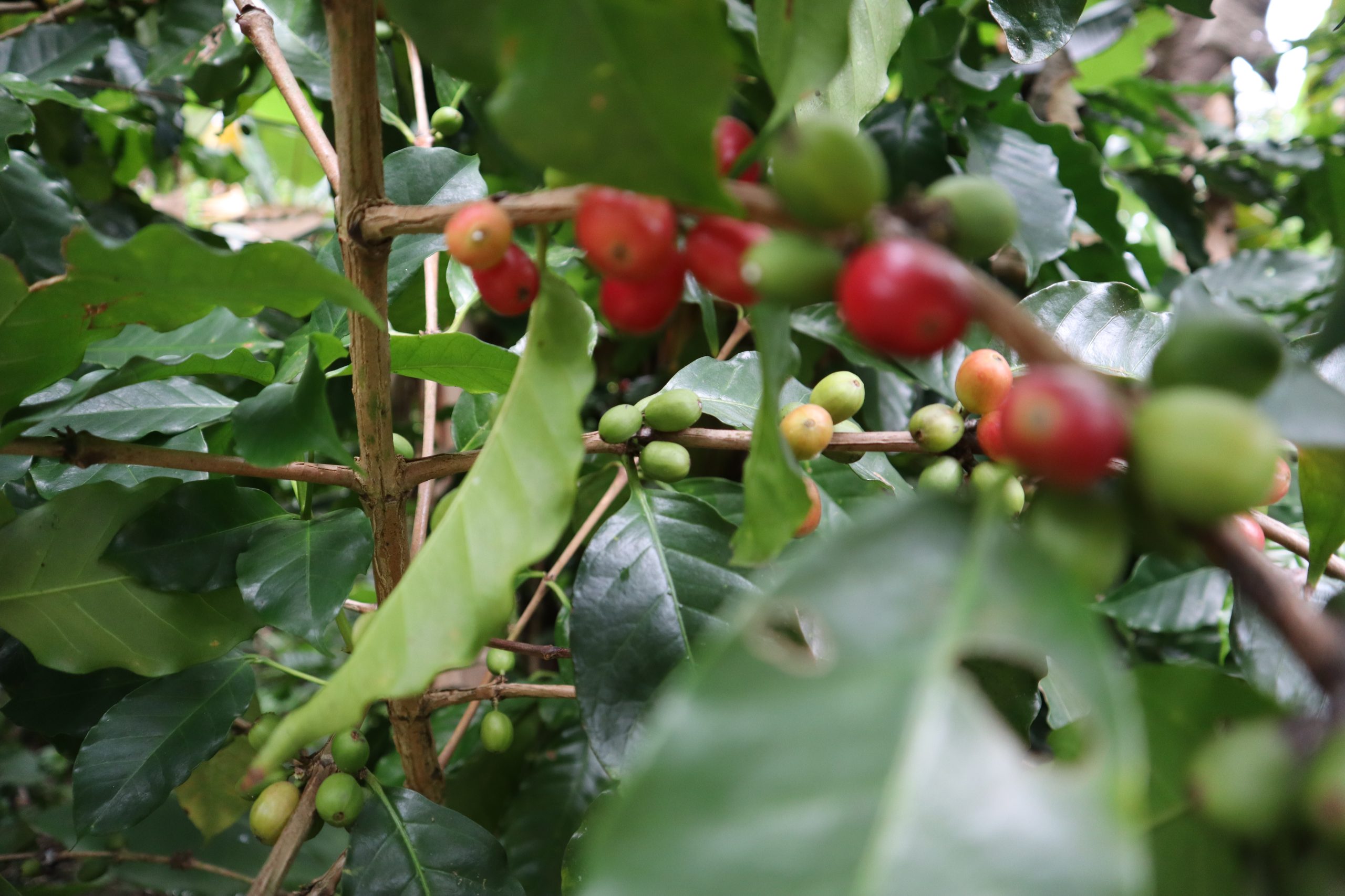 café-topes-collantes-cuba