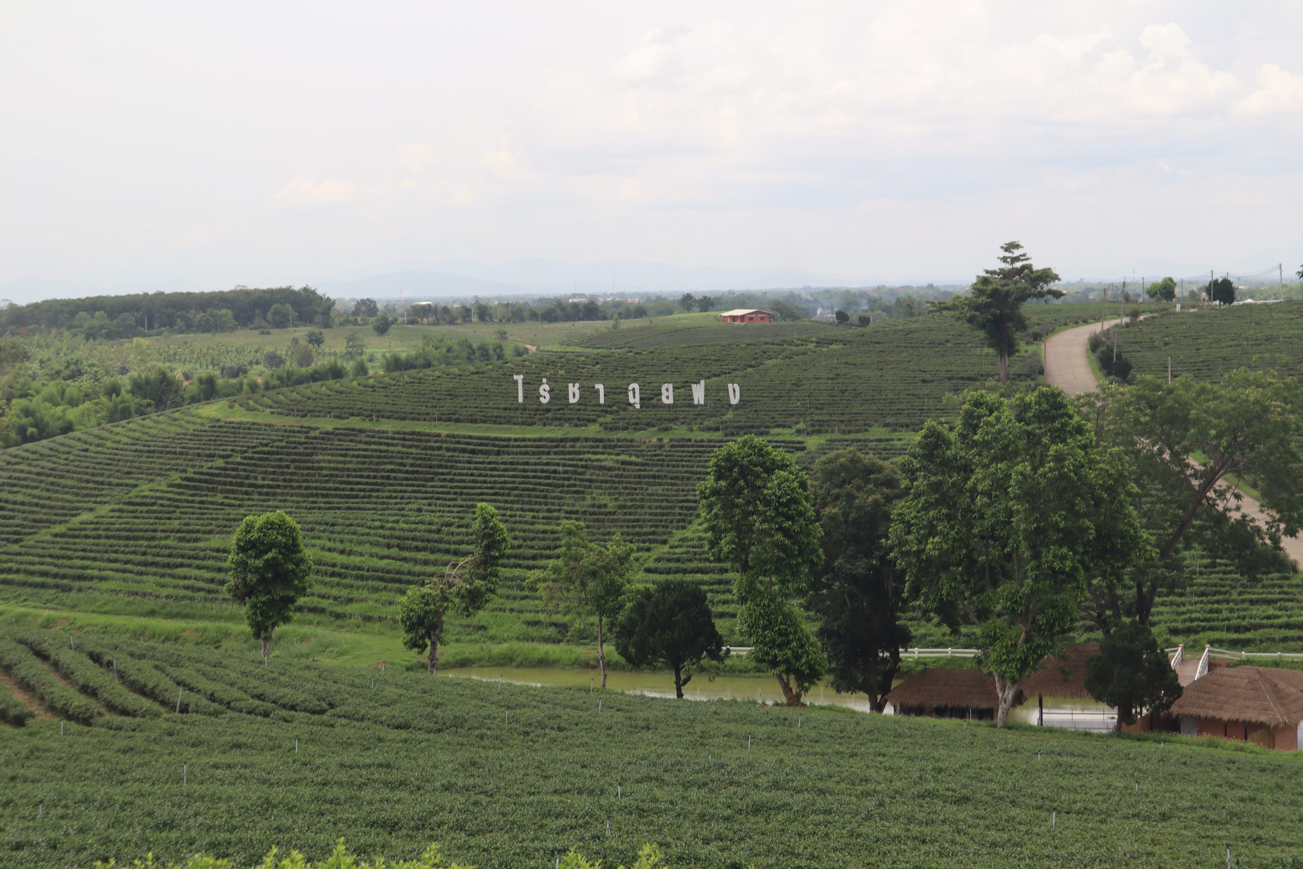 trekking-plantaciones-te-tailandia