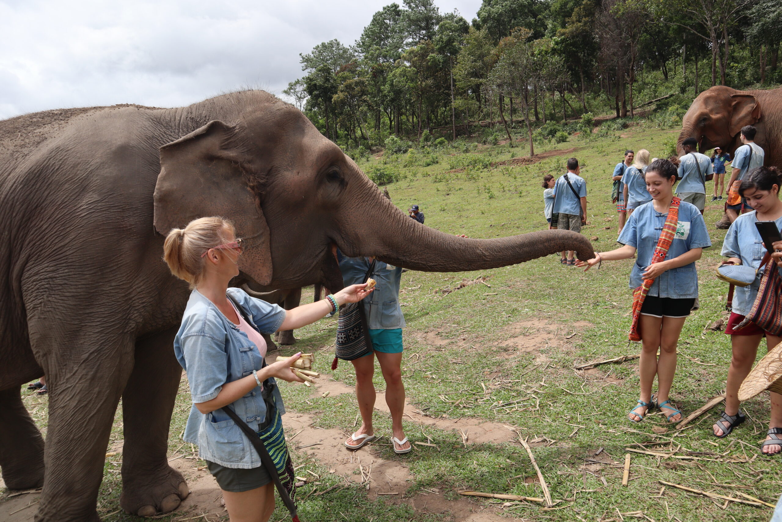 mejores-santuarios-elefantes-tailandia