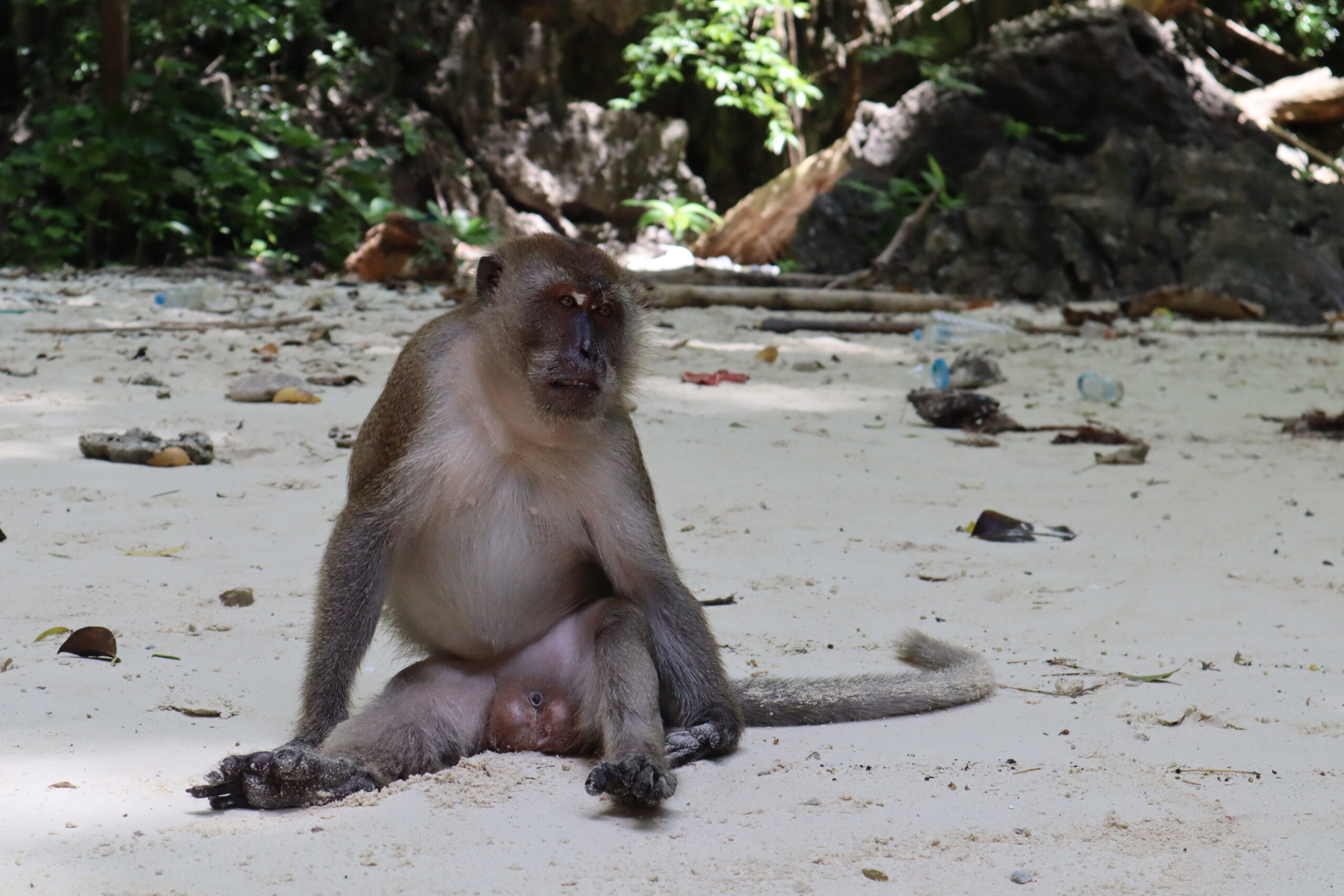 playa-monos-tailandesa