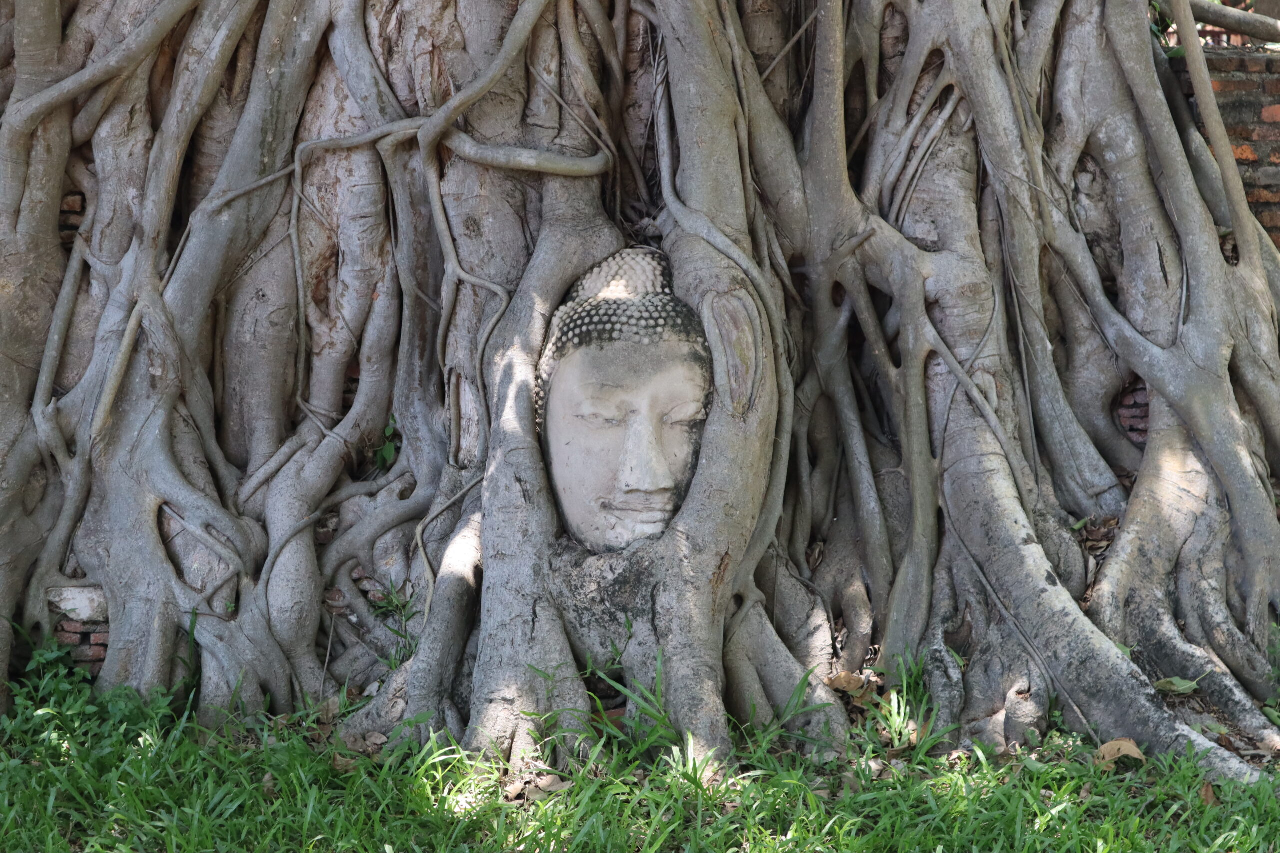 cabeza-buda-árbol-ayutthaya